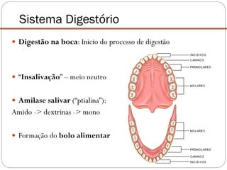  Digestão na boca: Inicio do processo de digestão
 “Insalivação” – meio neutro
 Amilase salivar (“ptialina”):
Amido -> dextrinas -> mono
 Formação do bolo alimentar
Sistema Digestório
 