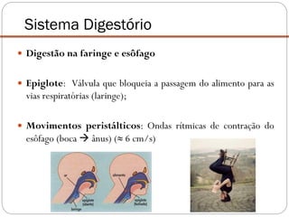  Digestão na faringe e esôfago
 Epiglote: Válvula que bloqueia a passagem do alimento para as
vias respiratórias (laringe);
 Movimentos peristálticos: Ondas rítmicas de contração do
esôfago (boca  ânus) (≈ 6 cm/s)
Sistema Digestório
 