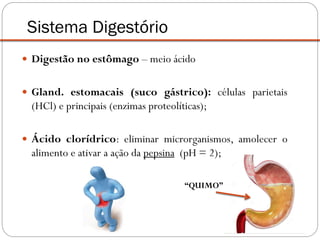  Digestão no estômago – meio ácido
 Gland. estomacais (suco gástrico): células parietais
(HCl) e principais (enzimas proteolíticas);
 Ácido clorídrico: eliminar microrganismos, amolecer o
alimento e ativar a ação da pepsina (pH = 2);
Sistema Digestório
“QUIMO”
 