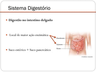 Digestão no intestino delgado
 Local de maior ação enzimática
 Suco entérico + Suco pancreático
Sistema Digestório
 