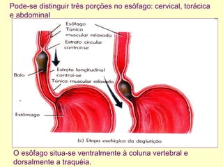 O esôfago situa-se ventralmente à coluna vertebral e
dorsalmente a traquéia.
Pode-se distinguir três porções no esôfago: cervical, torácica
e abdominal
 
