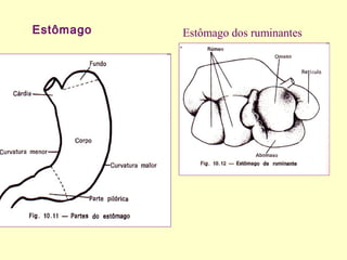 Estômago Estômago dos ruminantes
 