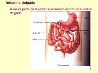 Intestino delgado
A maior parte da digestão e absorção ocorre no intestino
delgado.
 