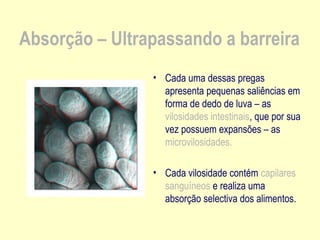 Absorção – Ultrapassando a barreira
• Cada uma dessas pregas
apresenta pequenas saliências em
forma de dedo de luva – as
vilosidades intestinais, que por sua
vez possuem expansões – as
microvilosidades.
• Cada vilosidade contém capilares
sanguíneos e realiza uma
absorção selectiva dos alimentos.
 