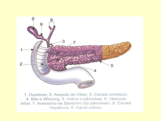 Sistema digestivo 6ºano