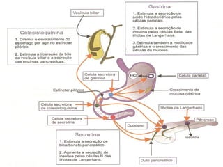 Sistema digestivo 6ºano