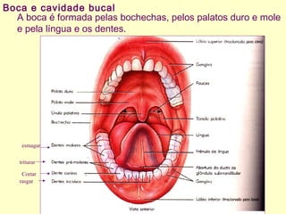 Boca e cavidade bucal
A boca é formada pelas bochechas, pelos palatos duro e mole
e pela língua e os dentes.
Cortar
rasgar
triturar
esmagar
 