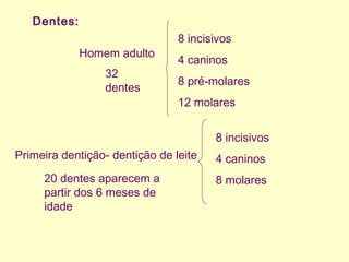 Dentes:
Homem adulto
32
dentes
8 incisivos
4 caninos
8 pré-molares
12 molares
Primeira dentição- dentição de leite
20 dentes aparecem a
partir dos 6 meses de
idade
8 incisivos
4 caninos
8 molares
 