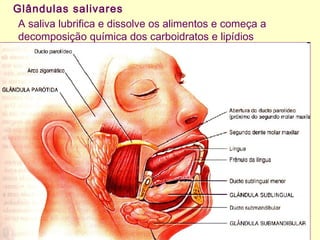 Glândulas salivares
A saliva lubrifica e dissolve os alimentos e começa a
decomposição química dos carboidratos e lipídios
 