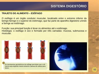 10
SISTEMA DIGESTÓRIOSISTEMA DIGESTÓRIO
TRAJETO DO ALIMENTO – ESÔFAGO
O esôfago é um órgão condutor muscular, localizado entre o extremo inferior da
laringo-faringe e o superior do estômago, que faz parte do aparelho digestório unindo
a faringe ao estômago.
Função: sua principal função é levar os alimentos até o estômago.
Histologia: o esôfago é oco e formado por três camadas: mucosa, submucosa e
muscular.
 