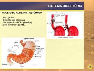 11
SISTEMA DIGESTÓRIOSISTEMA DIGESTÓRIO
TRAJETO DO ALIMENTO – ESTÔMAGO
- Ph 2 (ácido)
- Digestão das proteínas.
- Suco gástrico (HCl + pepsina).
- Bola alimentar: quimo.
 