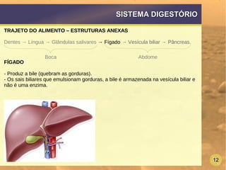 12
SISTEMA DIGESTÓRIOSISTEMA DIGESTÓRIO
TRAJETO DO ALIMENTO – ESTRUTURAS ANEXAS
Dentes → Língua → Glândulas salivares → Fígado → Vesícula biliar → Pâncreas.
FÍGADO
- Produz a bile (quebram as gorduras).
- Os sais biliares que emulsionam gorduras, a bile é armazenada na vesícula biliar e
não é uma enzima.
Boca Abdome
 