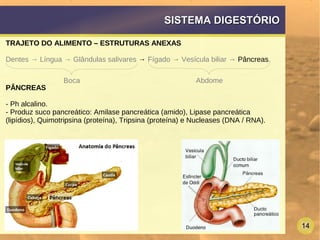 14
SISTEMA DIGESTÓRIOSISTEMA DIGESTÓRIO
TRAJETO DO ALIMENTO – ESTRUTURAS ANEXAS
Dentes → Língua → Glândulas salivares → Fígado → Vesícula biliar → Pâncreas.
PÂNCREAS
- Ph alcalino.
- Produz suco pancreático: Amilase pancreática (amido), Lipase pancreática
(lipídios), Quimotripsina (proteína), Tripsina (proteína) e Nucleases (DNA / RNA).
Boca Abdome
 