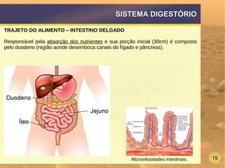 15
SISTEMA DIGESTÓRIOSISTEMA DIGESTÓRIO
TRAJETO DO ALIMENTO – INTESTINO DELGADO
Responsável pela absorção dos nutrientes e sua porção inicial (30cm) é composta
pelo duodeno (região aonde desemboca canais do fígado e pâncreas).
Microvilosidades intestinais.
 