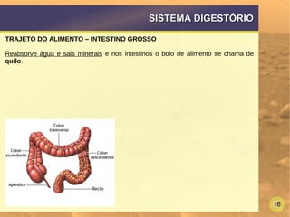16
SISTEMA DIGESTÓRIOSISTEMA DIGESTÓRIO
TRAJETO DO ALIMENTO – INTESTINO GROSSO
Reabsorve água e sais minerais e nos intestinos o bolo de alimento se chama de
quilo.
 