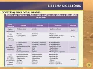 18
SISTEMA DIGESTÓRIOSISTEMA DIGESTÓRIO
DIGESTÃO QUÍMICA DOS ALIMENTOS
 