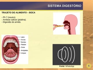 5
SISTEMA DIGESTÓRIOSISTEMA DIGESTÓRIO
TRAJETO DO ALIMENTO – BOCA
- Ph 7 (neutro).
- Amilase salivar (ptialina).
- Digestão do amido.
Fonte: WhatsApp
 