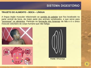 6
SISTEMA DIGESTÓRIOSISTEMA DIGESTÓRIO
TRAJETO DO ALIMENTO – BOCA – LÍNGUA
A língua órgão muscular relacionado ao sentido do paladar que fica localizado na
parte ventral da boca, da maior parte dos animais vertebrados, e que serve para
"processar" os alimentos. Participa na formação dos fonemas da fala e é o único
músculo voluntário do corpo humano que não fadiga.
Fonte: WhatsApp
 