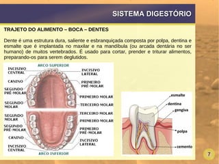 7
SISTEMA DIGESTÓRIOSISTEMA DIGESTÓRIO
TRAJETO DO ALIMENTO – BOCA – DENTES
Dente é uma estrutura dura, saliente e esbranquiçada composta por polpa, dentina e
esmalte que é implantada no maxilar e na mandíbula (ou arcada dentária no ser
humano) de muitos vertebrados. É usado para cortar, prender e triturar alimentos,
preparando-os para serem deglutidos.
 