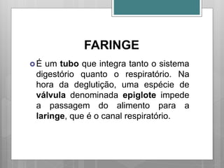FARINGE
É um tubo que integra tanto o sistema
digestório quanto o respiratório. Na
hora da deglutição, uma espécie de
válvula denominada epiglote impede
a passagem do alimento para a
laringe, que é o canal respiratório.
 