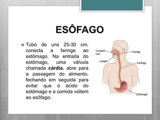 ESÔFAGO
 Tubo de uns 25-30 cm,
conecta a faringe ao
estômago. Na entrada do
estômago, uma válvula
chamada cárdia, abre para
a passagem do alimento,
fechando em seguida para
evitar que o ácido do
estômago e a comida voltem
ao esôfago.
 
