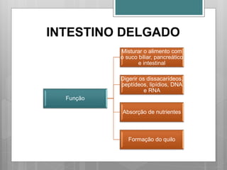 INTESTINO DELGADO
Função
Misturar o alimento com
o suco biliar, pancreático
e intestinal
Digerir os dissacarídeos,
peptídeos, lipídios, DNA
e RNA
Absorção de nutrientes
Formação do quilo
 