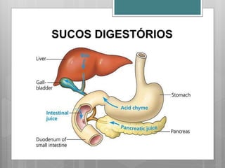 SUCOS DIGESTÓRIOS
 