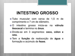 INTESTINO GROSSO
 Tubo muscular com cerca de 1,5 m de
comprimento e 7 cm de diâmetro.
 O intestino grosso inicia-se na válvula
ileocecal e termina no ânus.
 Divide-se em 3 segmentos: ceco, cólon e
reto.
 Tem a função de reabsorção de água e
formação e acúmulo de fezes.
 