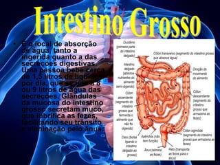 • É o local de absorção
de água, tanto a
ingerida quanto a das
secreções digestivas.
Uma pessoa bebe cerca
de 1,5 litros de líquidos
por dia, que se une a 8
ou 9 litros de água das
secreções. Glândulas
da mucosa do intestino
grosso secretam muco,
que lubrifica as fezes,
facilitando seu trânsito
e eliminação pelo ânus.

 