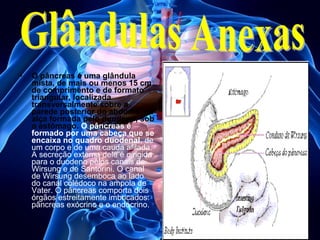 •

O pâncreas é uma glândula
mista, de mais ou menos 15 cm
de comprimento e de formato
triangular, localizada
transversalmente sobre a
parede posterior do abdome, na
alça formada pelo duodeno, sob
o estômago. O pâncreas é
formado por uma cabeça que se
encaixa no quadro duodenal, de
um corpo e de uma cauda afilada.
A secreção externa dele é dirigida
para o duodeno pelos canais de
Wirsung e de Santorini. O canal
de Wirsung desemboca ao lado
do canal colédoco na ampola de
Vater. O pâncreas comporta dois
órgãos estreitamente imbricados:
pâncreas exócrino e o endócrino.

 