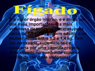 • É o maior órgão interno, e é ainda um
dos mais importantes. É a mais
volumosa de todas as vísceras, pesa
cerca de 1,5 kg no homem adulto, e na
mulher adulta entre 1,2 e 1,4 kg. Tem
cor arroxeada, superfície lisa e
recoberta por uma cápsula própria.
Está situado no quadrante superior
direito da cavidade abdominal.

 