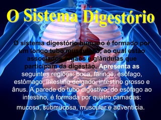 O sistema digestório humano é formado por
um longo tubo musculoso, ao qual estão
associados órgãos e glândulas que
participam da digestão. Apresenta as
seguintes regiões: boca, faringe, esôfago,
estômago, intestino delgado, intestino grosso e
ânus. A parede do tubo digestivo, do esôfago ao
intestino, é formada por quatro camadas:
mucosa, submucosa, muscular e adventícia.

 