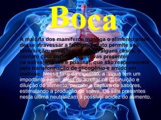 •
A maioria dos mamíferos mastiga o alimento antes
desse atravessar a faringe. Tal ato permite sua
diminuição, umidificação e, em alguns casos, o
contato com enzimas digestivas presentes
na saliva(amilase e ptialina), que são responsáveis
pela transformação de glicogênio e amido em
maltose. Nessa fase da digestão, a língua tem um
importante papel: além de auxiliar na diminuição e
diluição do alimento, permite a captura de sabores,
estimulando a produção de saliva. Os sais presentes
nesta última neutralizam a possível acidez do alimento.

 