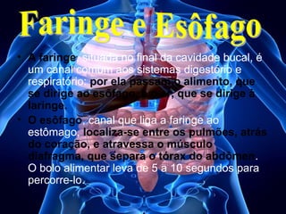 • A faringe, situada no final da cavidade bucal, é
um canal comum aos sistemas digestório e
respiratório: por ela passam o alimento, que
se dirige ao esôfago, e o ar, que se dirige à
laringe.
• O esôfago, canal que liga a faringe ao
estômago, localiza-se entre os pulmões, atrás
do coração, e atravessa o músculo
diafragma, que separa o tórax do abdômen.
O bolo alimentar leva de 5 a 10 segundos para
percorre-lo.

 