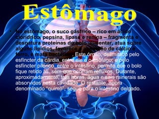 • No estômago, o suco gástrico – rico em ácido
clorídrico, pepsina, lípase e renina – fragmenta e
desnatura proteínas do bolo alimentar, atua sobre
alguns lipídios, favorece a absorção de cálcio e
ferro, e mata bactérias. Este órgão, delimitado pelo
esfíncter da cárdia, entre ele e o esôfago; e pelo
esfíncter pilórico, entre o intestino, permite que o bolo
fique retido ali, sem que ocorram refluxos. Durante,
aproximadamente, três horas, água e sais minerais são
absorvidos nesta cavidade. O restante, agora
denominado “quimo”, segue para o intestino delgado.

 
