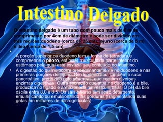 •

•

O intestino delgado é um tubo com pouco mais de 6 m de
comprimento por 4cm de diâmetro e pode ser dividido em
três regiões:duodeno (cerca de 25 cm), jejuno (cerca de 5 m)
e íleo (cerca de 1,5 cm).
A porção superior ou duodeno tem a forma de ferradura e
compreende o piloro, esfíncter muscular da parte inferior do
estômago pela qual este esvazia seu conteúdo no intestino.
A digestão do quimo ocorre predominantemente no duodeno e nas
primeiras porções do jejuno. No duodeno atua também o suco
pancreático, produzido pelo pâncreas, que contêm diversas
enzimas digestivas. Outra secreção que atua no duodeno é a bile,
produzida no fígado e armazenada na vesícula biliar. O pH da bile
oscila entre 8,0 e 8,5. Os sais biliares têm ação detergente,
emulsificando ou emulsionando as gorduras (fragmentando suas
gotas em milhares de microgotículas).

 