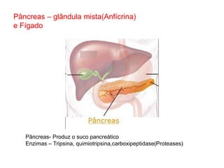 Pâncreas – glândula mista(Anfícrina)
e Fígado




   Pâncreas- Produz o suco pancreático
   Enzimas – Tripsina, quimiotripsina,carboxipeptidase(Proteases)
 