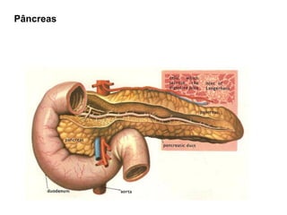 Pâncreas
 