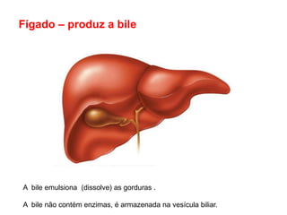 Fígado – produz a bile




A bile emulsiona (dissolve) as gorduras .

A bile não contém enzimas, é armazenada na vesícula biliar.
 