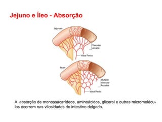 Jejuno e Íleo - Absorção




 A absorção de monossacarídeos, aminoácidos, glicerol e outras micromolécu-
 las ocorrem nas vilosidades do intestino delgado.
 