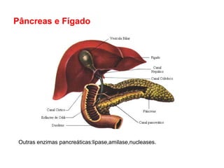 Pâncreas e Fígado




 Outras enzimas pancreáticas:lipase,amilase,nucleases.
 