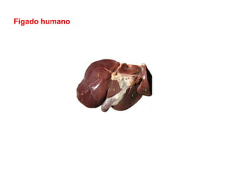 Fígado humano
 