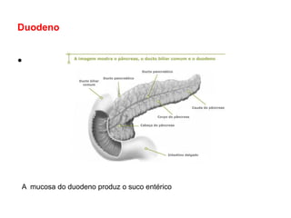 Duodeno


•




A mucosa do duodeno produz o suco entérico
 