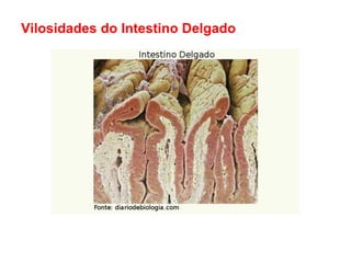 Vilosidades do Intestino Delgado
 