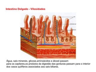 Intestino Delgado - Vilosidades




Água, sais minerais, glicose,aminoácidos e álcool passam
para os capilares,os produtos da digestão das gorduras passam para o interior
dos vasos quilíferos associados aos sais biliares.
 