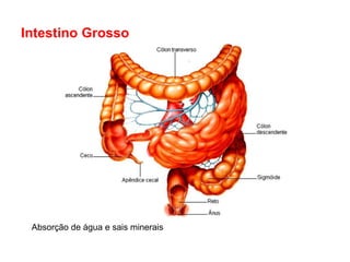 Intestino Grosso




 Absorção de água e sais minerais
 