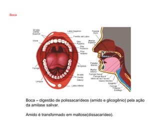 Boca




       Boca – digestão de polissacarídeos (amido e glicogênio) pela ação
       da amilase salivar.

       Amido é transformado em maltose(dissacarídeo).
 