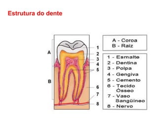 Estrutura do dente
 