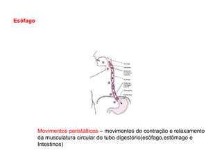 Esôfago




          Movimentos peristálticos – movimentos de contração e relaxamento
          da musculatura circular do tubo digestório(esôfago,estômago e
          Intestinos)
 