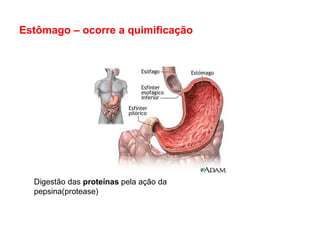 Estômago – ocorre a quimificação




  Digestão das proteínas pela ação da
  pepsina(protease)
 